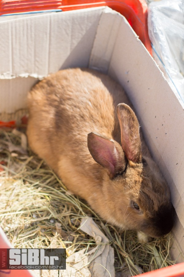 nedjelja_na_autopiji_osijek_33