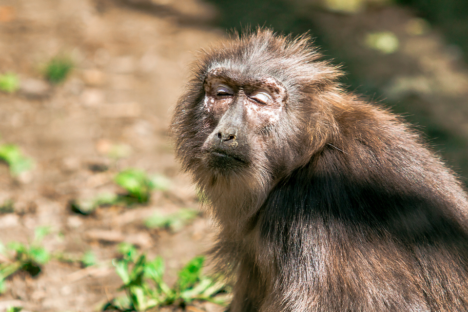 ZOO vrt  Osijek u proljeće