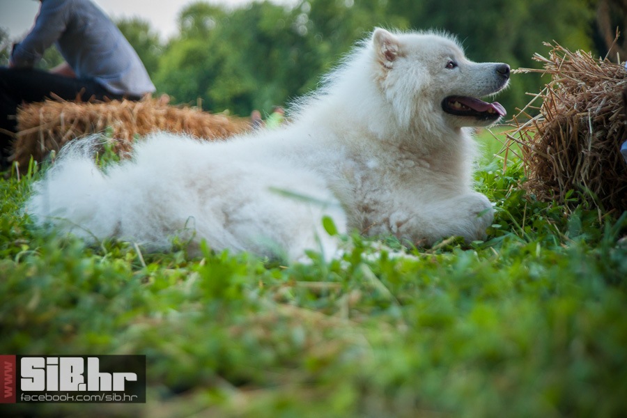 slama_subota_13072013_sibhr_mba