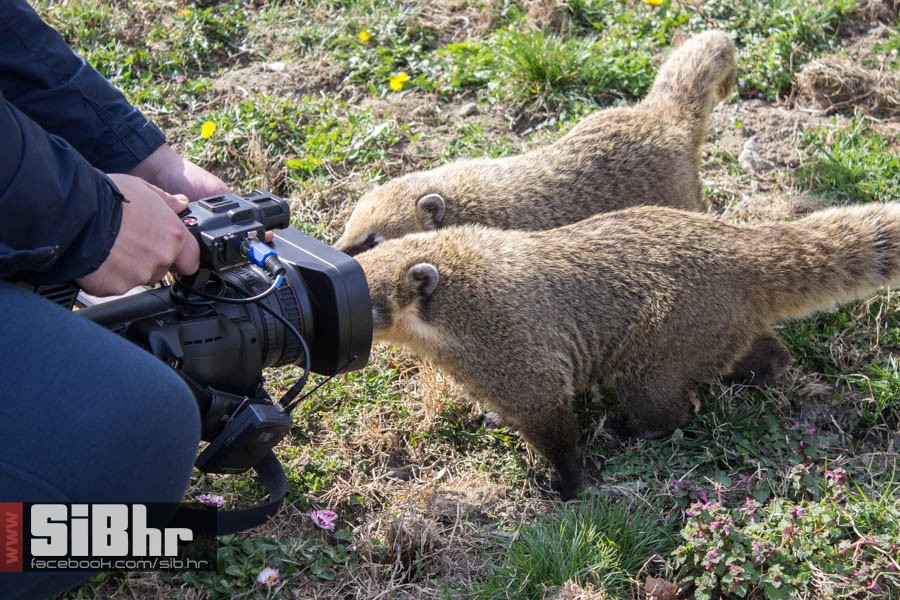 zoo_vrt_13