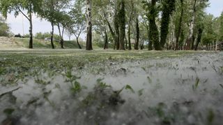pelud topole topola bijeli pokrivac pelud topole topola bijeli pokrivac
