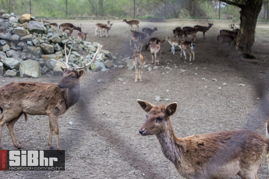 zoo_uskrs_2016_sibhr_145