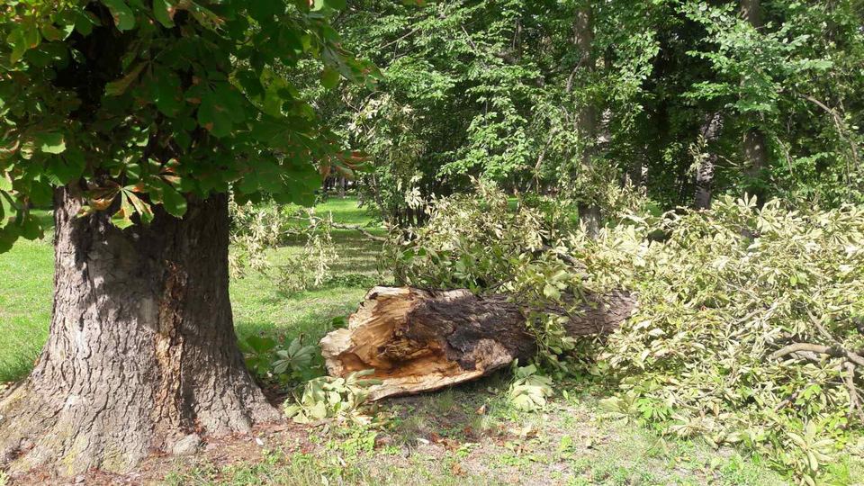 Olujni vjetar rušio drva u Osijeku