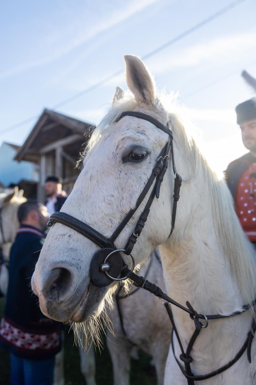 Pokladno jahanje u Tenji 2024. Pokladno jahanje u Tenji 2024.