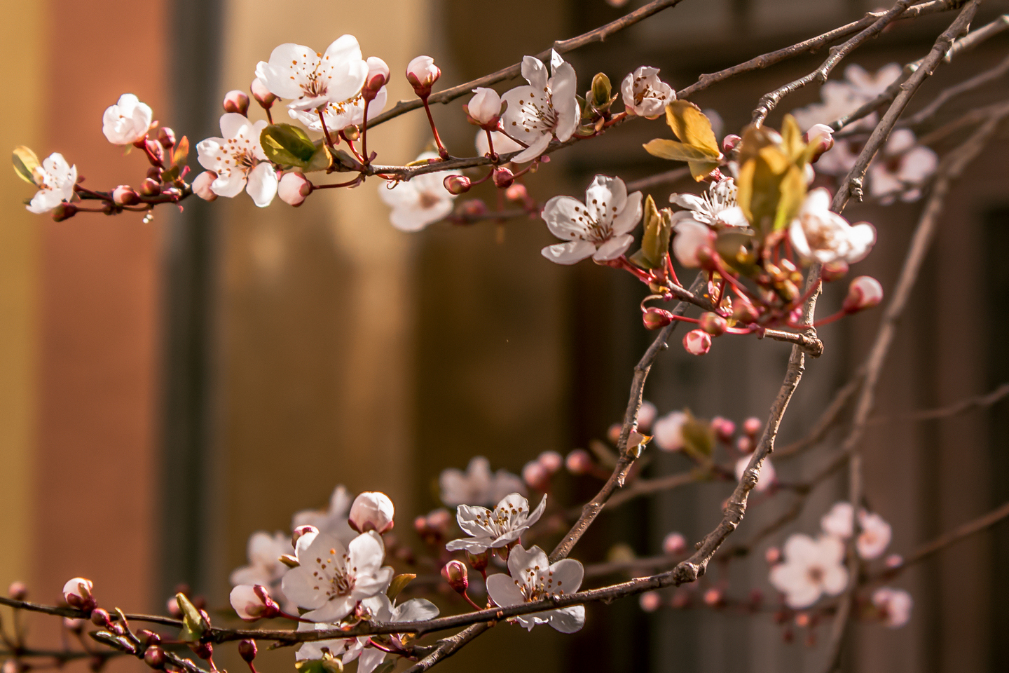 Ulica ringlova u Osijeku