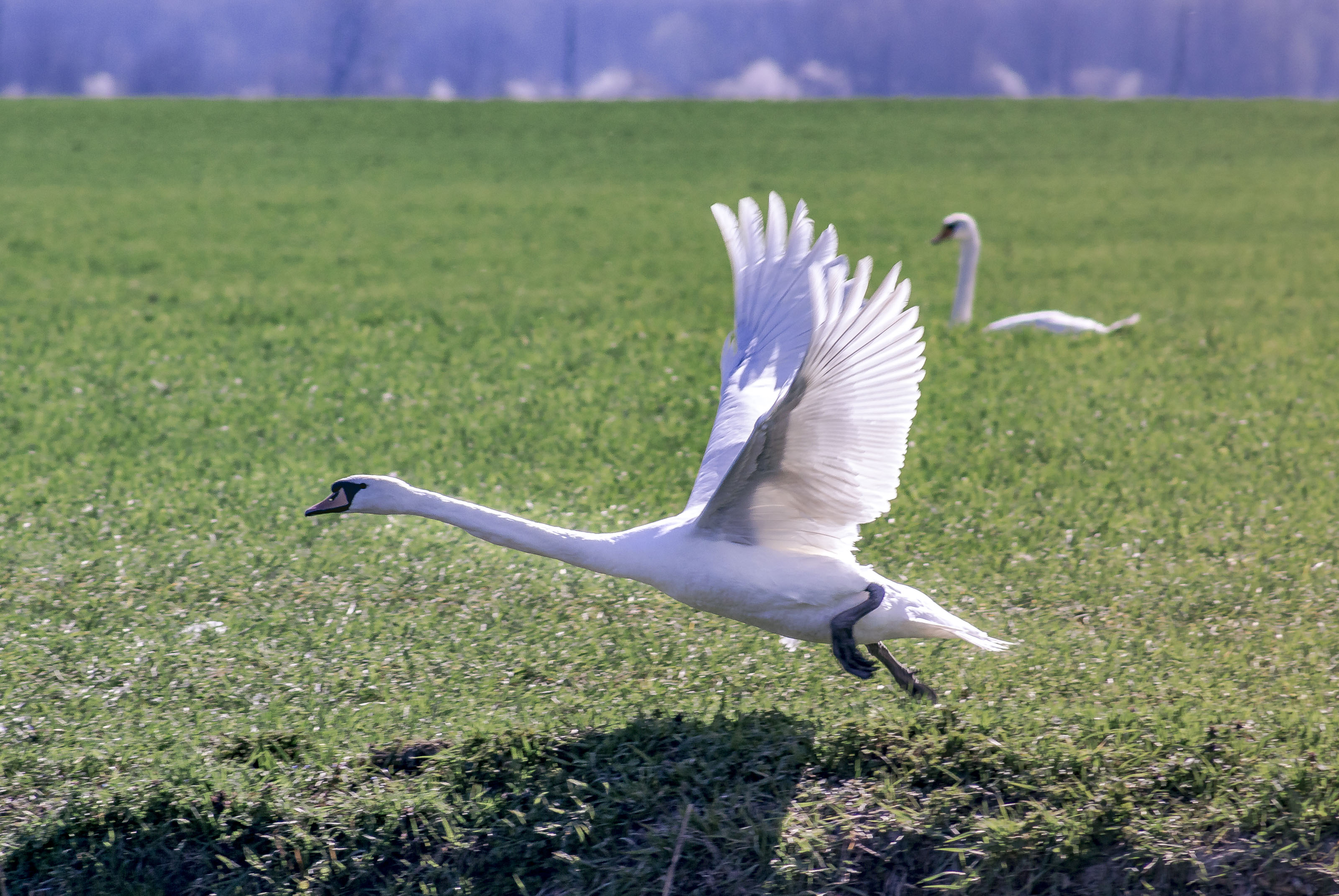 Kopački rit ožujak 2023. Kopački rit ožujak 2023.