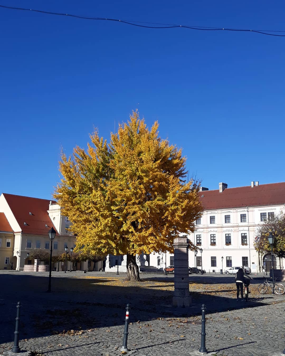 Ginko u osječkoj Tvrđi