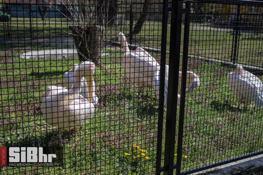 zoo_vrt_36
