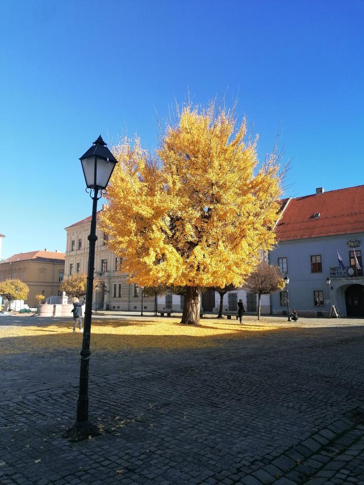 Ginko u osječkoj Tvrđi