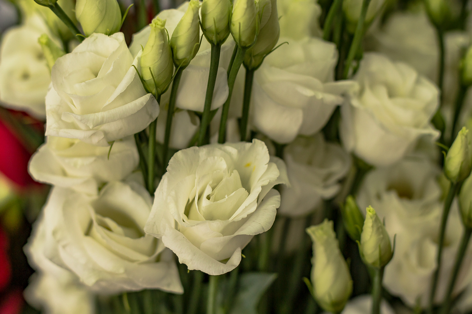 Florista