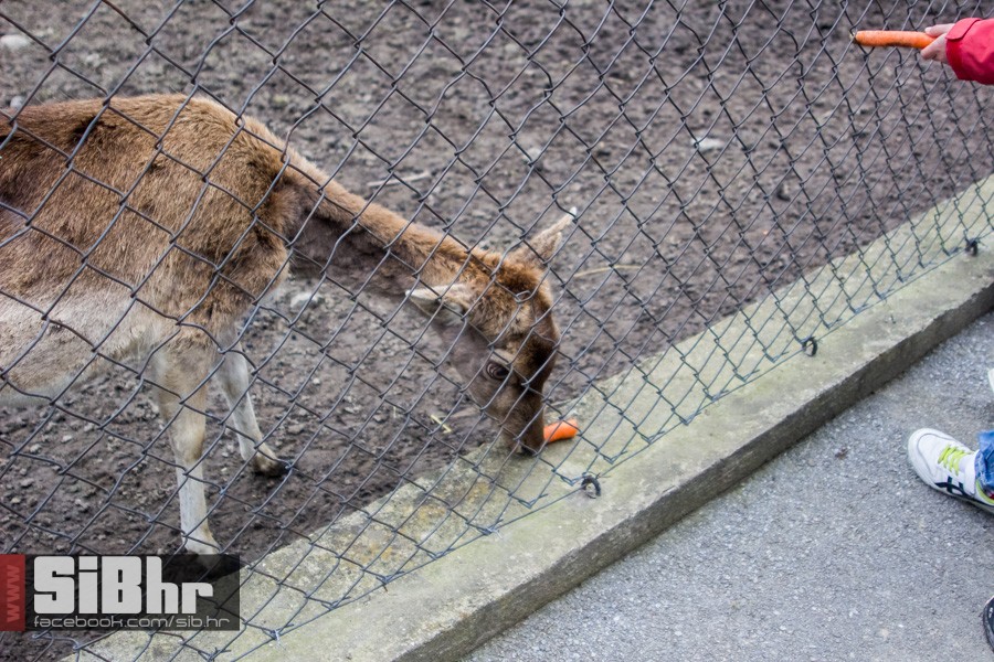 zoo_uskrs_2016_sibhr_148