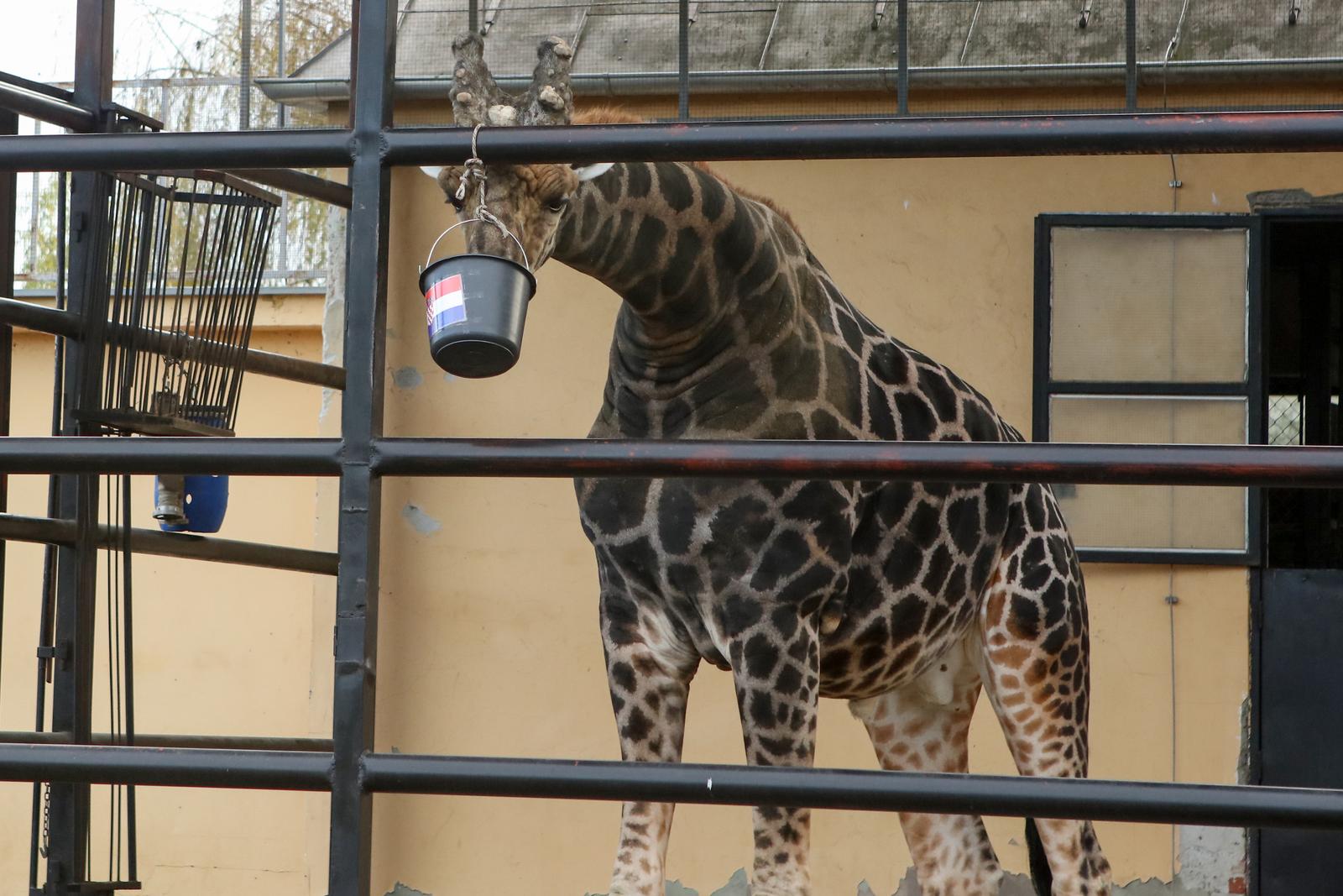 Žirafa Jonathan bira pobjednika Žirafa Jonathan bira pobjednika