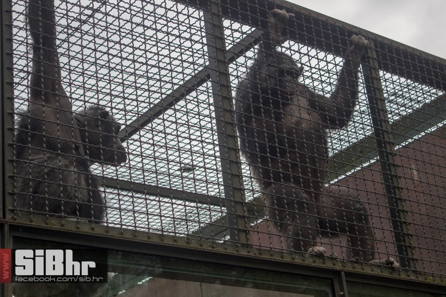 zoo_uskrs_2016_sibhr_66