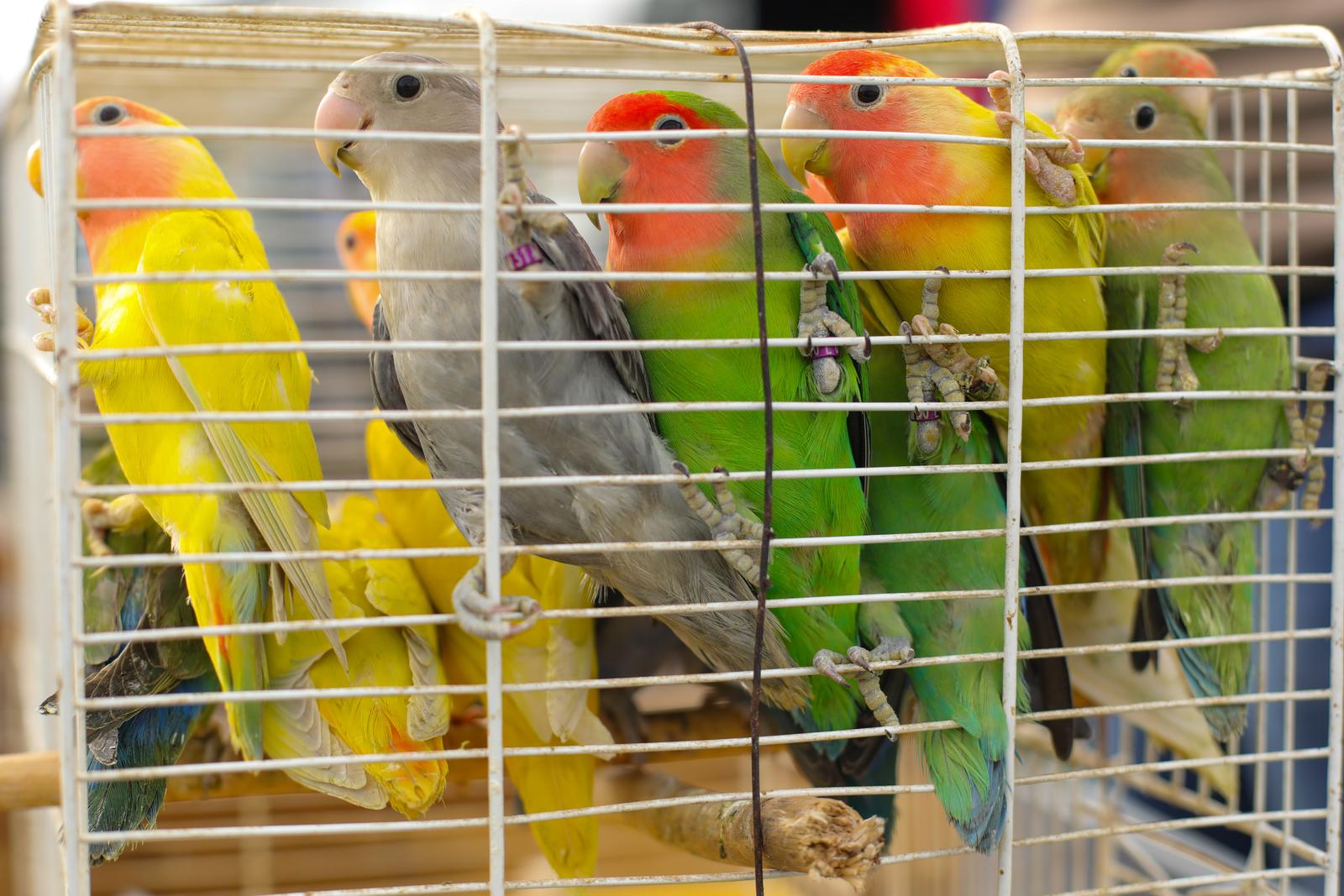 Osječka golubarska pija, rujan 2022. Osječka golubarska pija, rujan 2022.