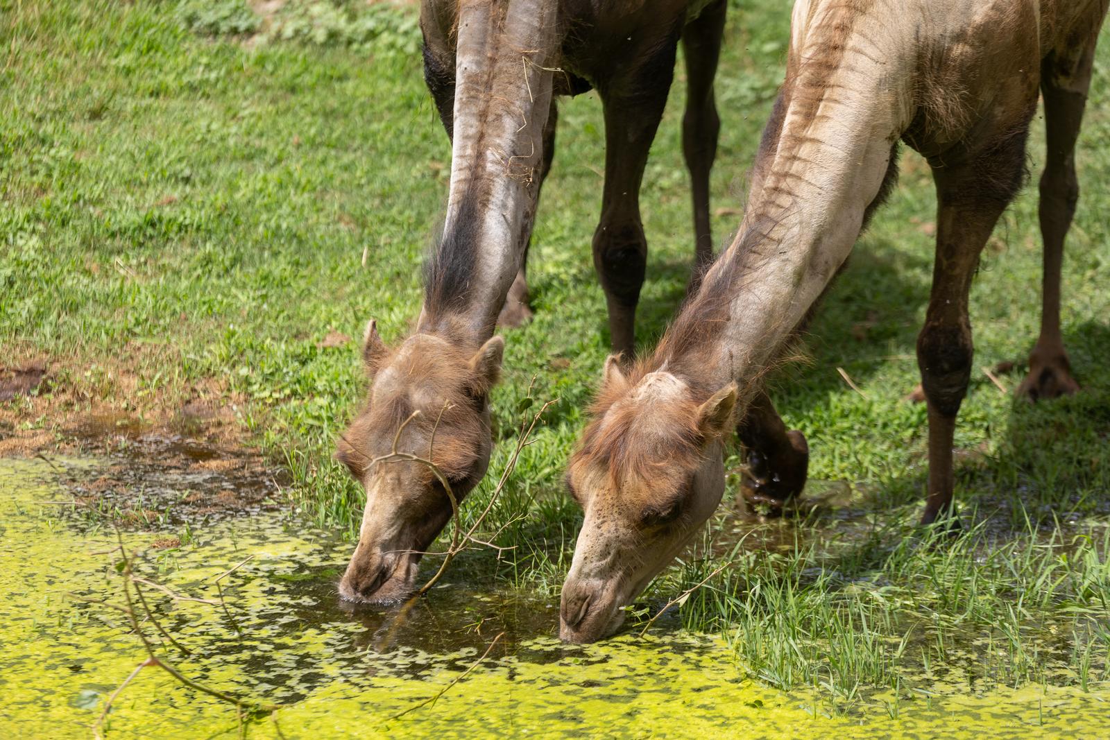 Preplavljeni osječki ZOO vrt intrigira životinje i posjetitelje