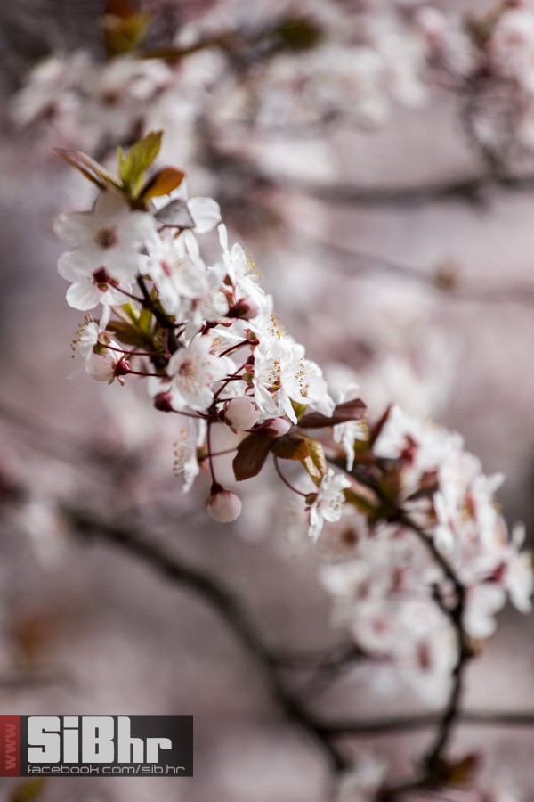 ringlovi_51