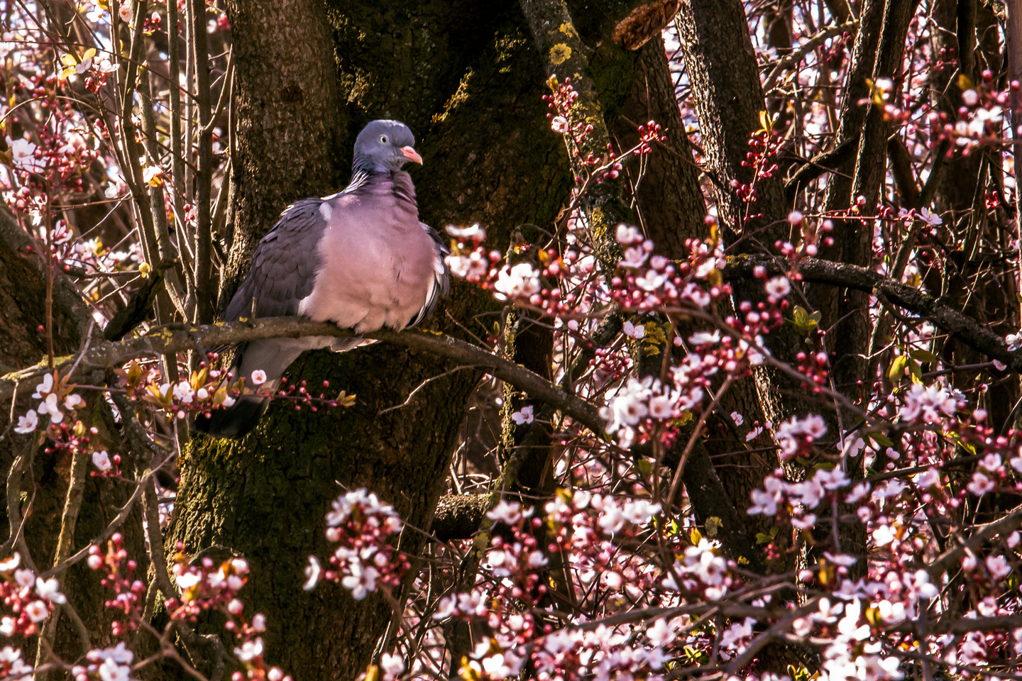 Ulica ringlova u Osijeku