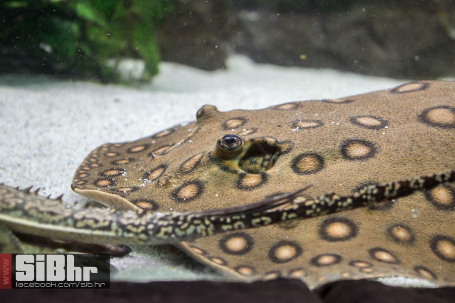 zoo_vrt_105