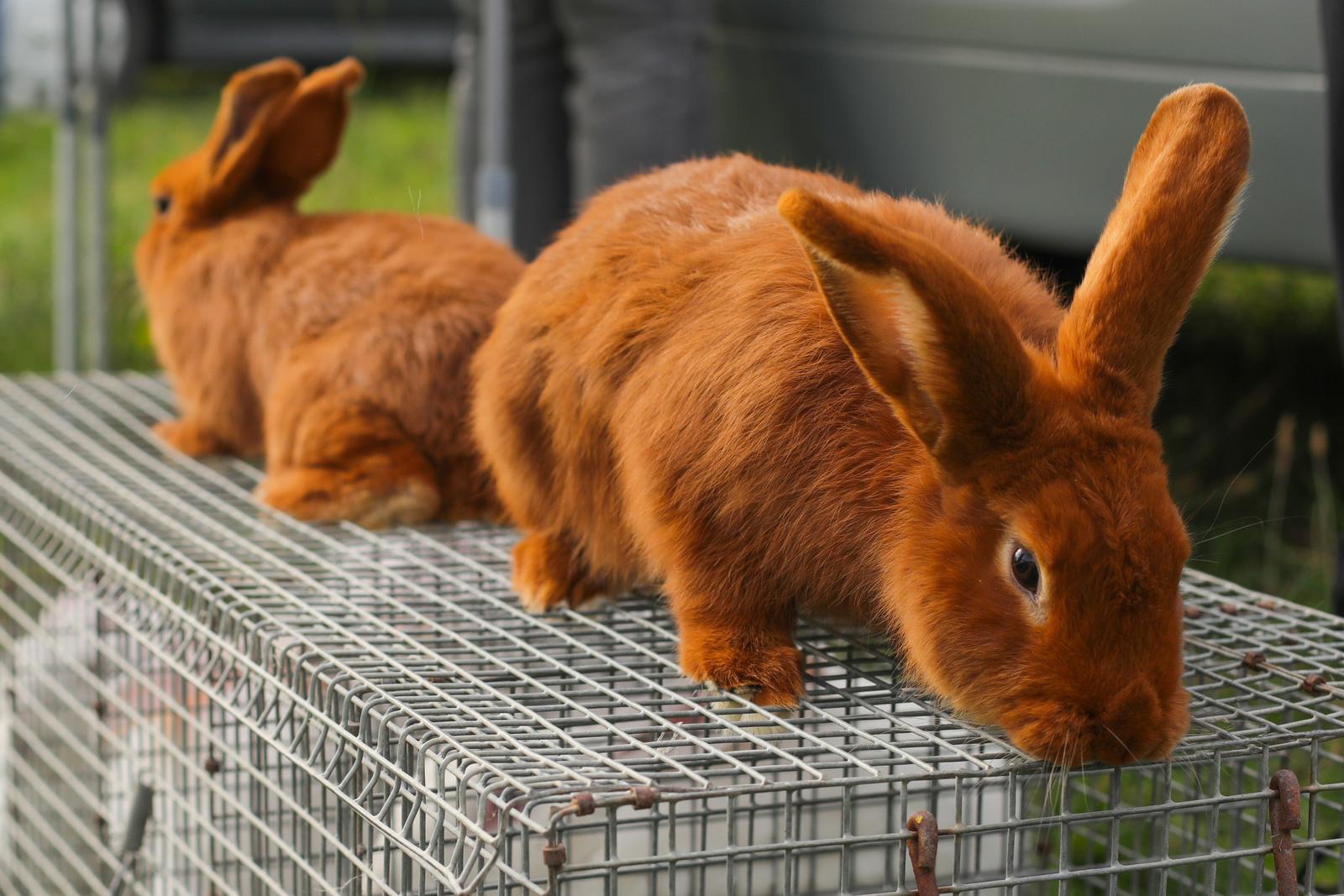 Osječka golubarska pija, rujan 2022. Osječka golubarska pija, rujan 2022.