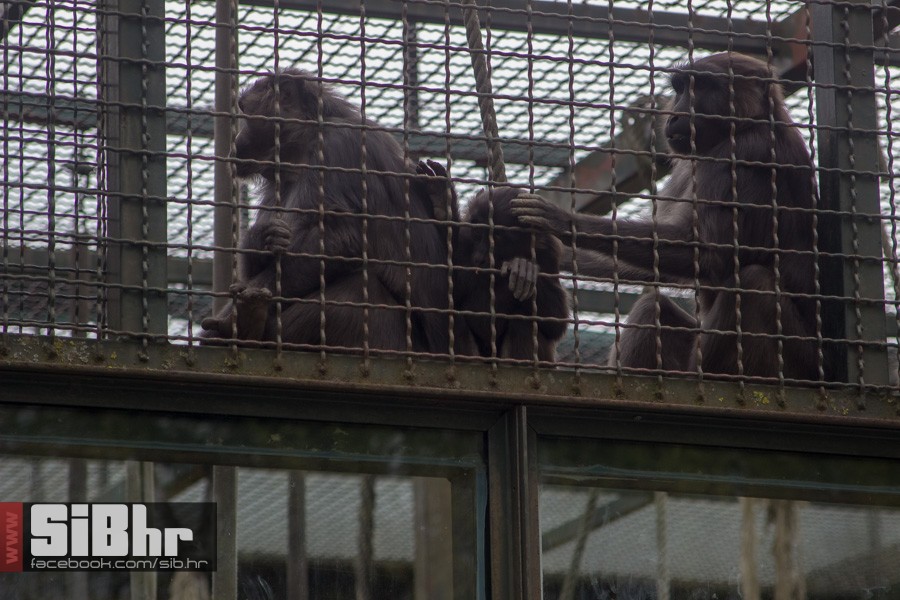 zoo_uskrs_2016_sibhr_73