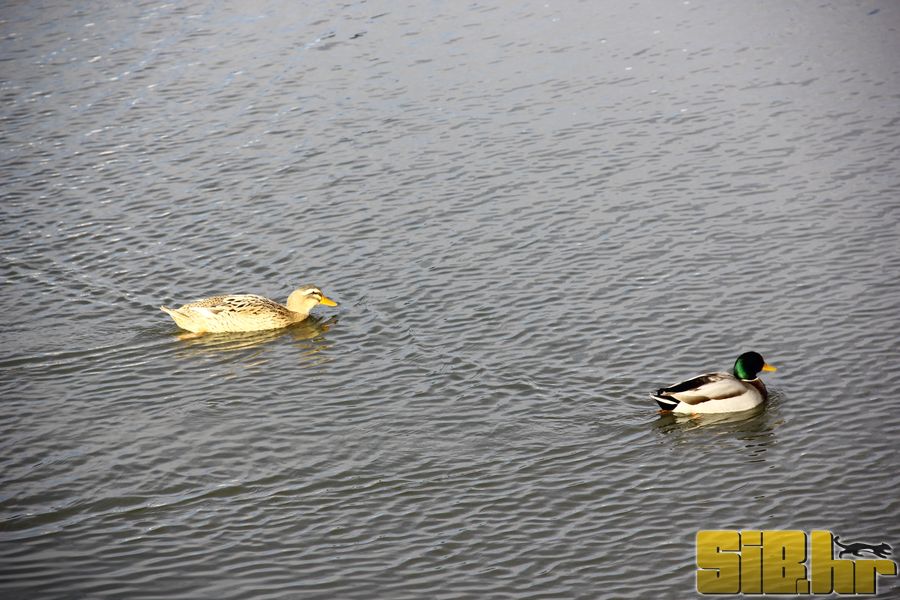 setnja_gradom_7_1_2012_sibhr_50