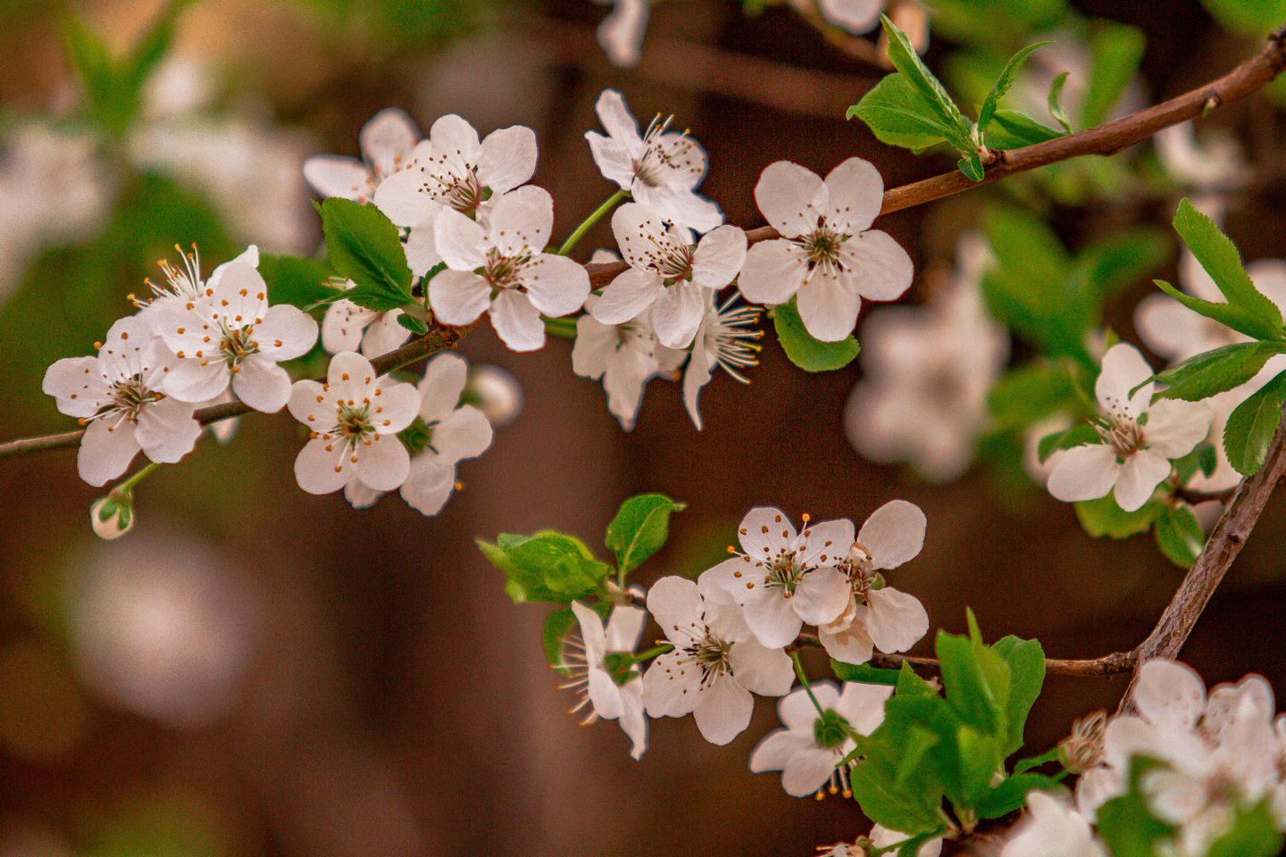 Ulica ringlova u Osijeku
