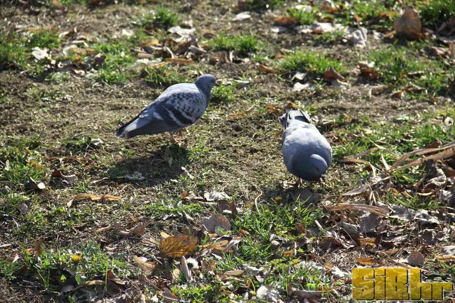setnja_gradom_7_1_2012_sibhr_38
