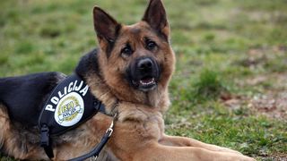 policijski pas