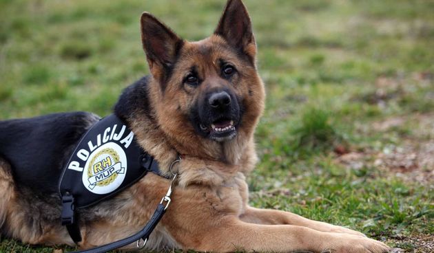 policijski pas