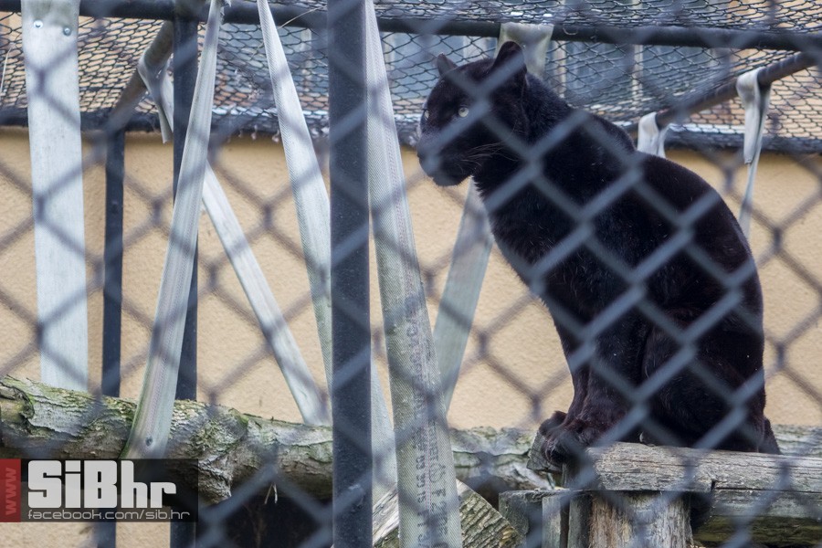 zoo_uskrs_2016_sibhr_94