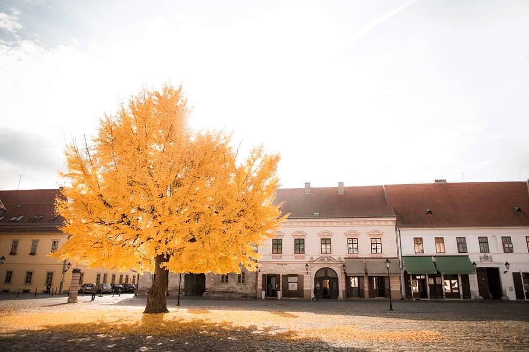 Ginko u osječkoj Tvrđi