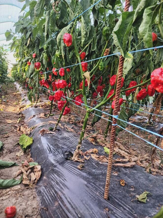 paprika