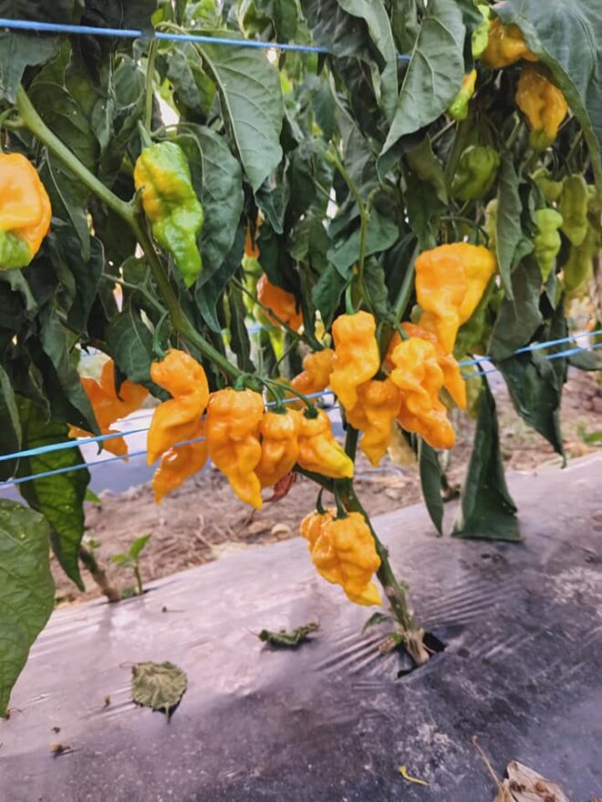 paprika