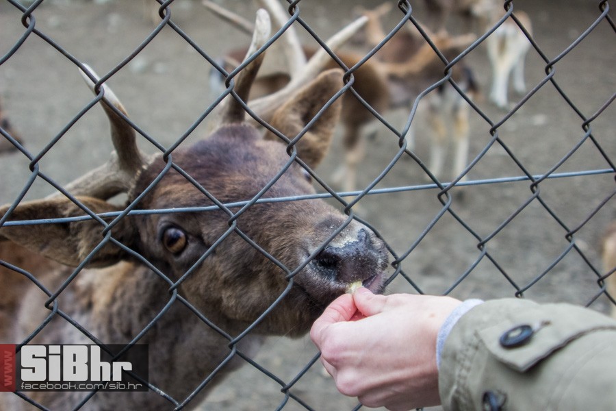zoo_uskrs_2016_sibhr_143