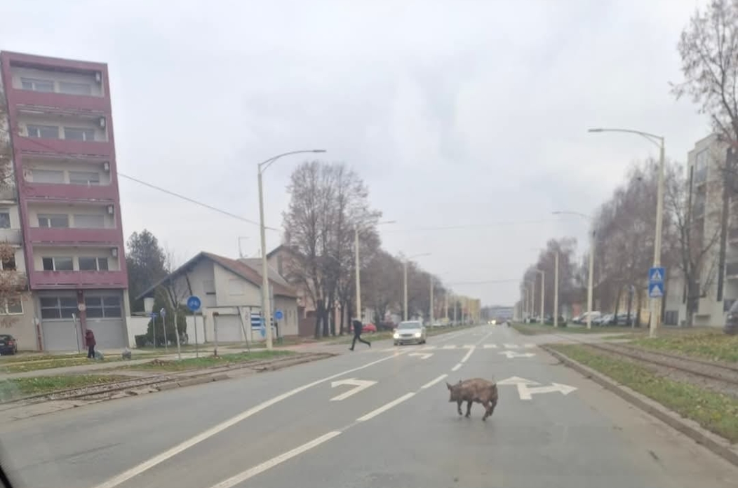 prase u šetnji donjim gradom prase u šetnji donjim gradom