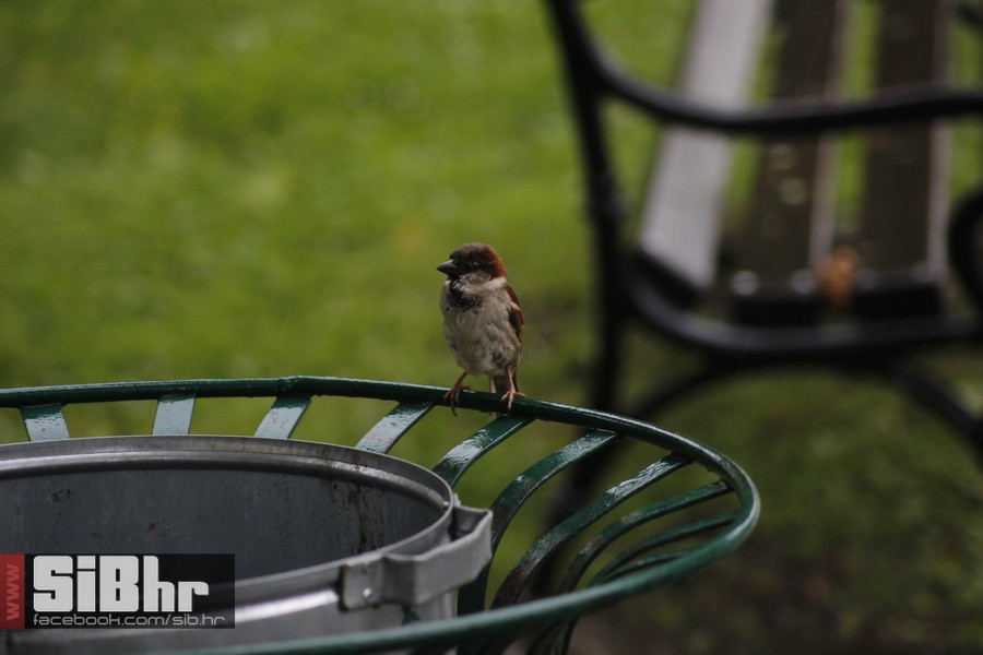 kisa_osijek_SiBhr_7 kisa_osijek_SiBhr_7