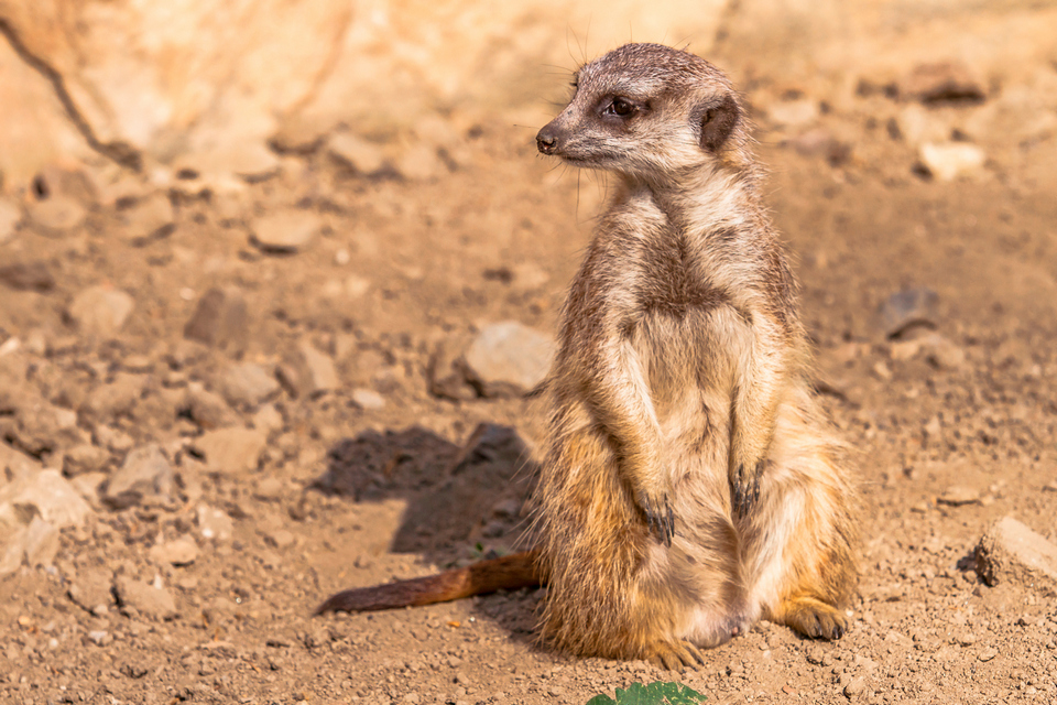 ZOO vrt  Osijek u proljeće