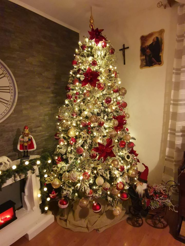 Borovi čitatelja portala SiB.hr