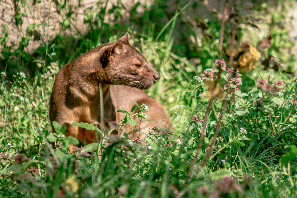 ZOO vrt  Osijek u proljeće
