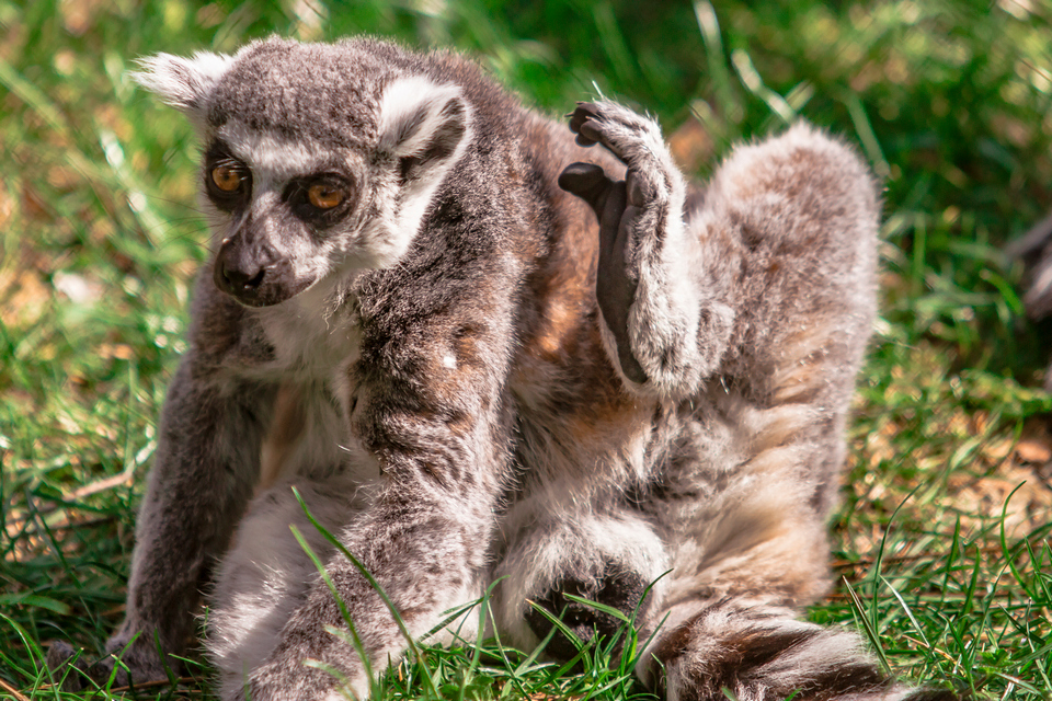 ZOO vrt  Osijek u proljeće