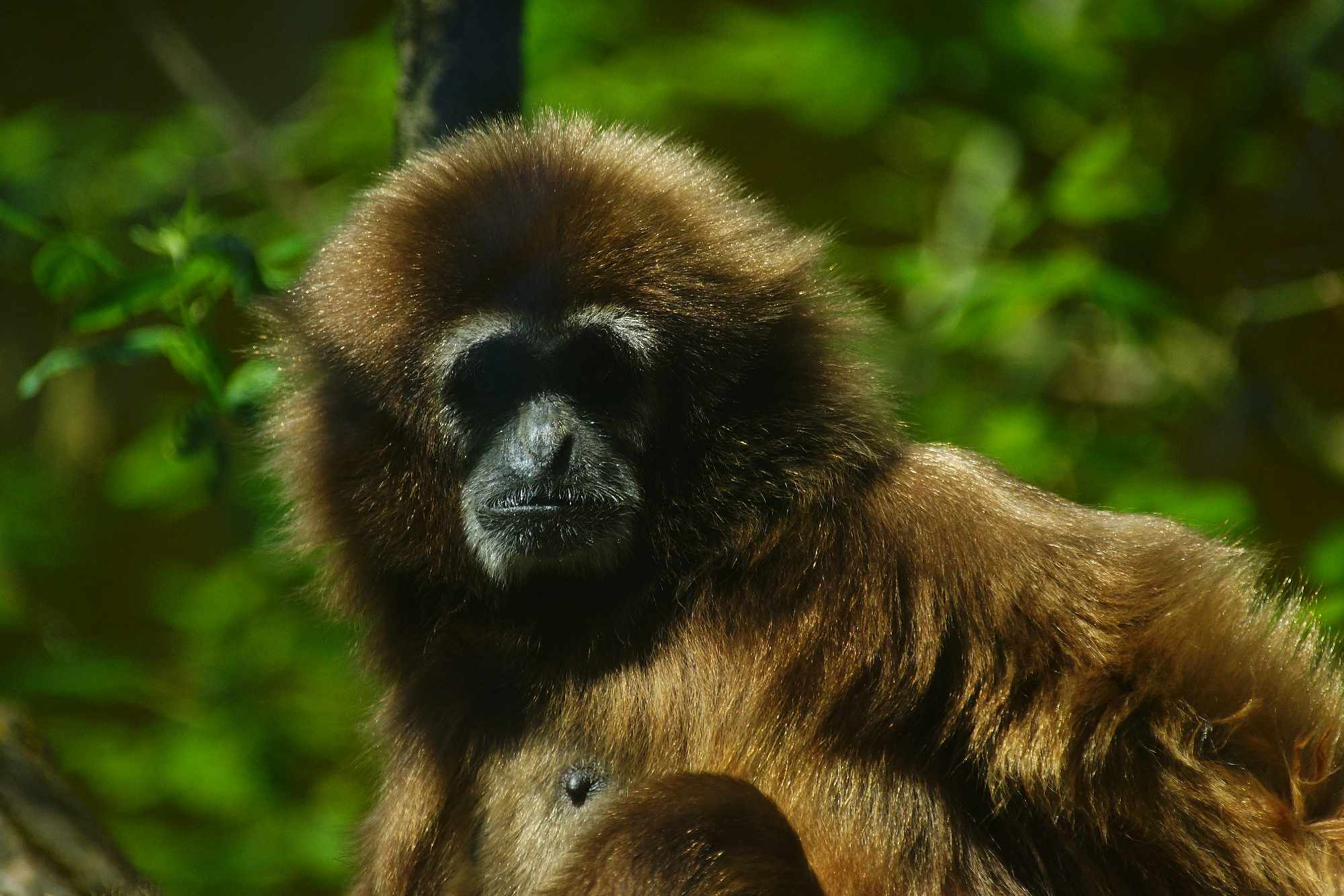 Grad na Dravi, Zoološki vrt i Kopački rit iz perspektive Tonija Šimunića