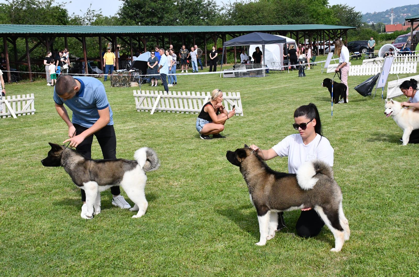 Nacionalna izložba pasa svih pasmina u Slavonskom Brodu