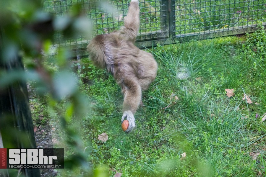 zoo_uskrs_2016_sibhr_56