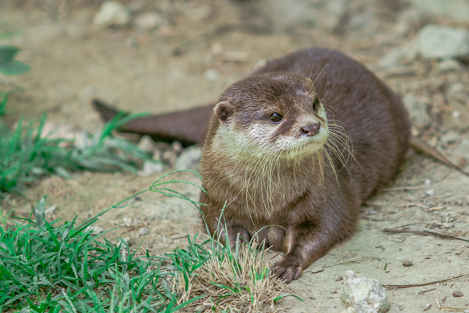 ZOO vrt  Osijek u proljeće