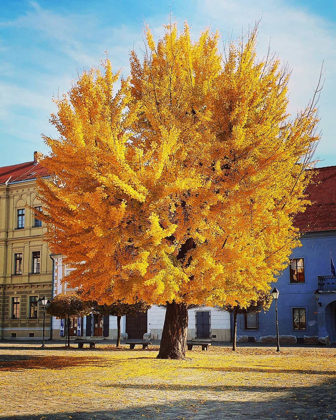 Ginko u osječkoj Tvrđi