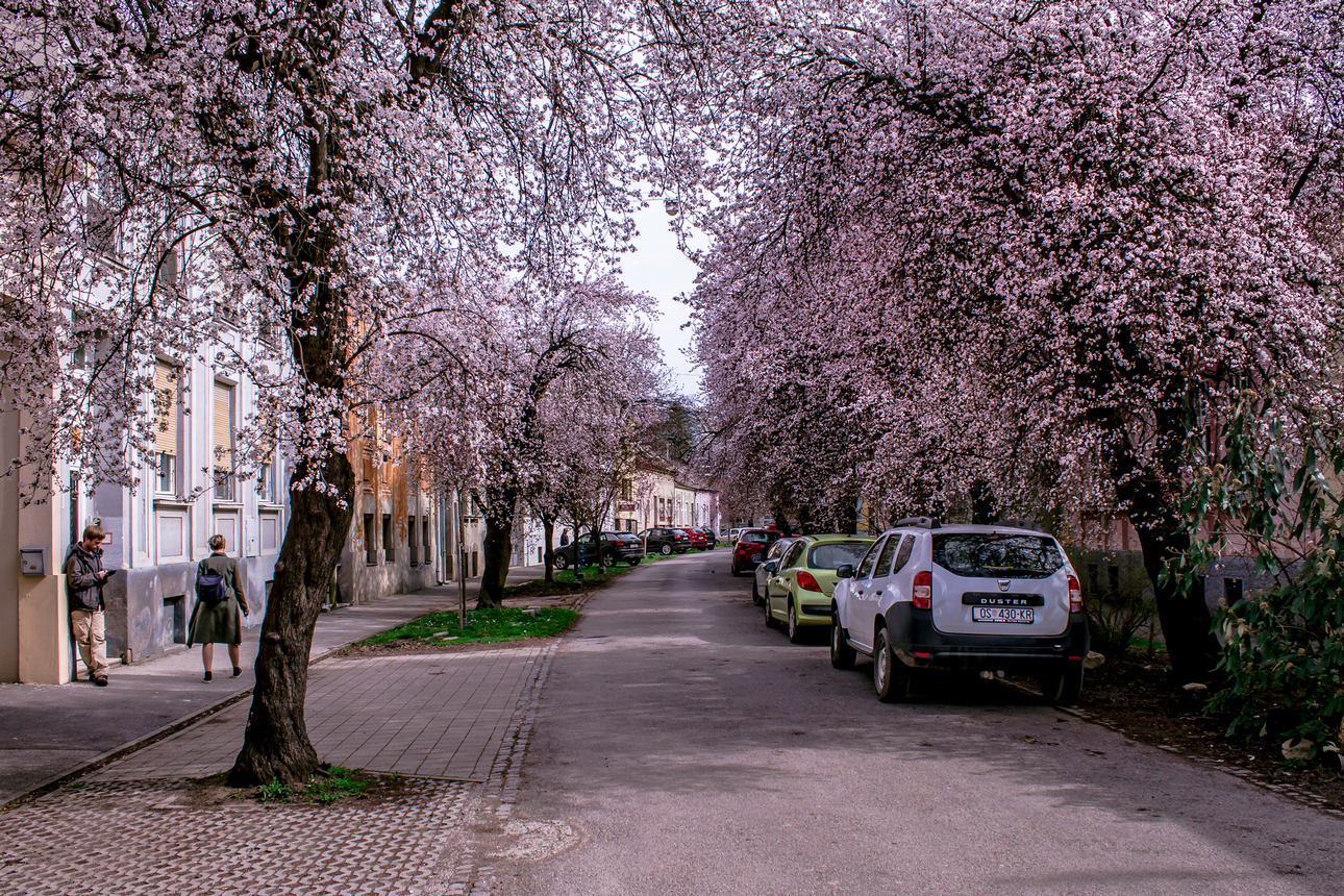 Procvjetala je osječka ulica ringlova
