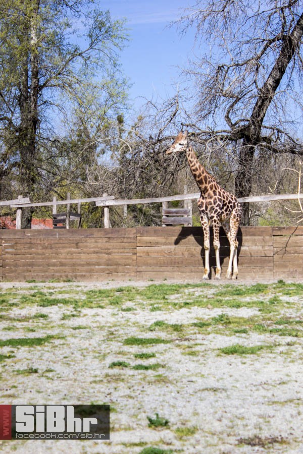 zoo_vrt_26