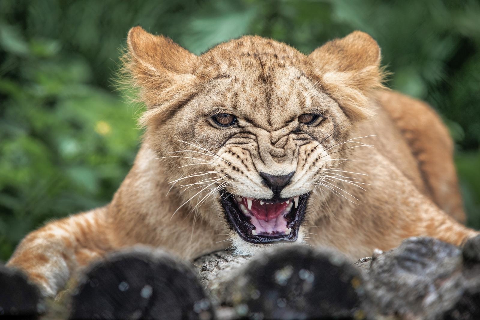 Novi stanovnici osječkog ZOO