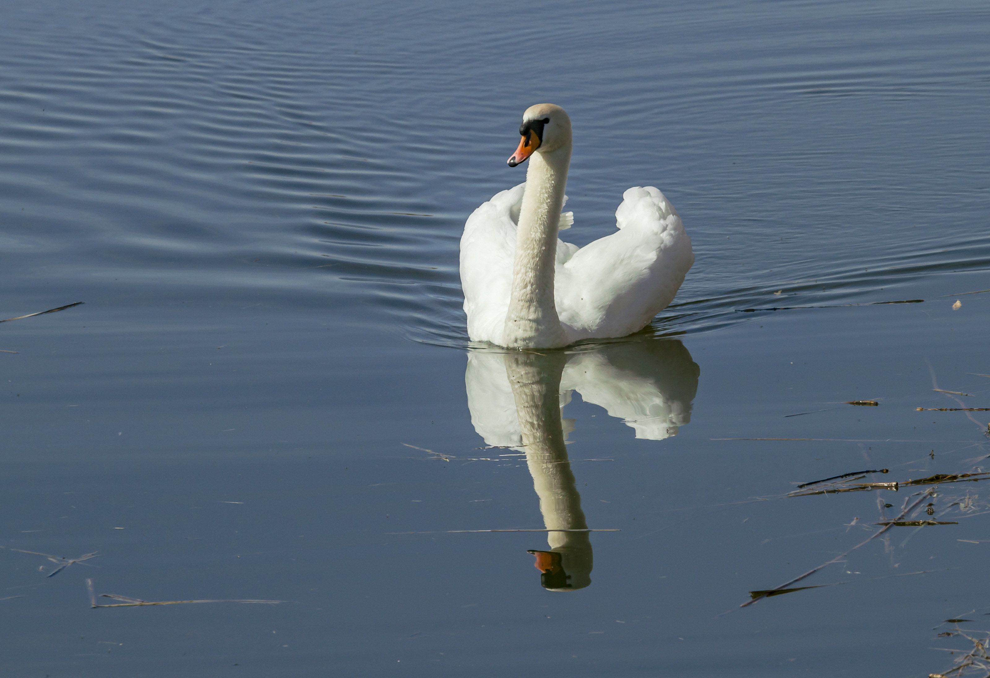 Kopački rit ožujak 2023. Kopački rit ožujak 2023.