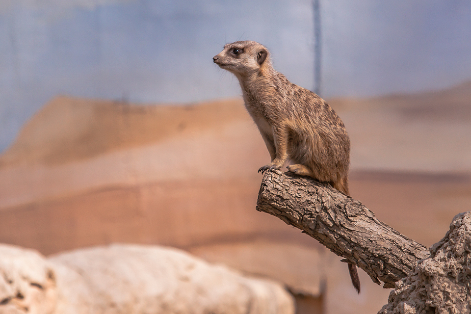 ZOO vrt  Osijek u proljeće